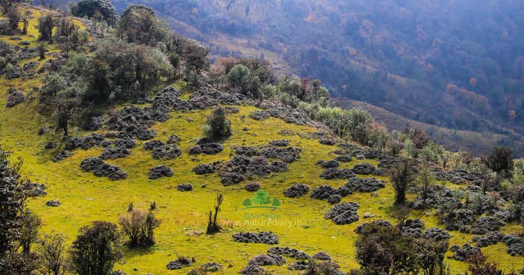 Grass land in Sandakphu trek
