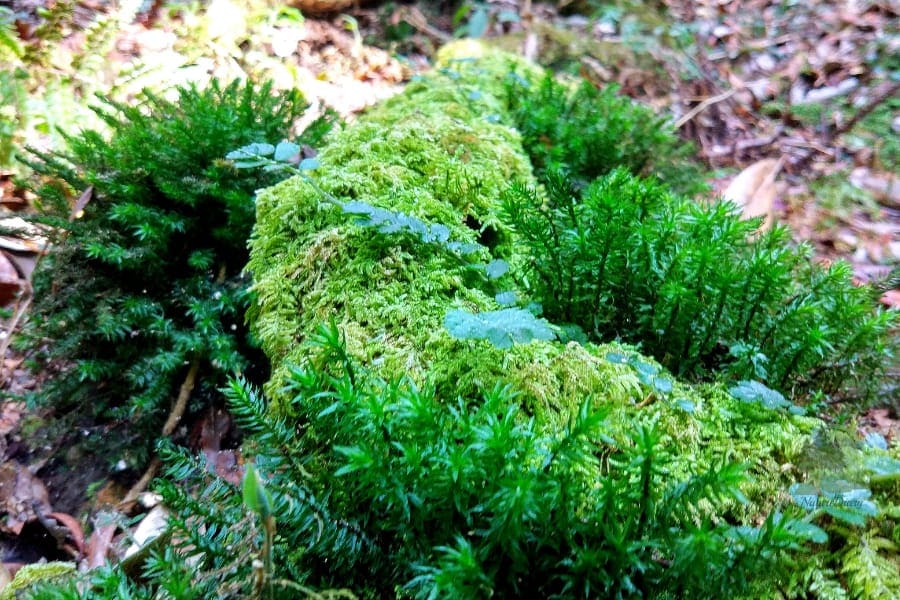 moss and fern in mawphlang sacred forest