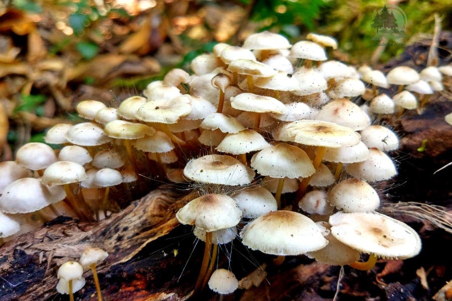 mushrooms in mawphlang sacred forest