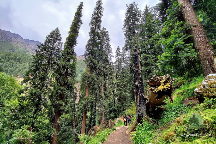 Kheerganga trekking trail through forest