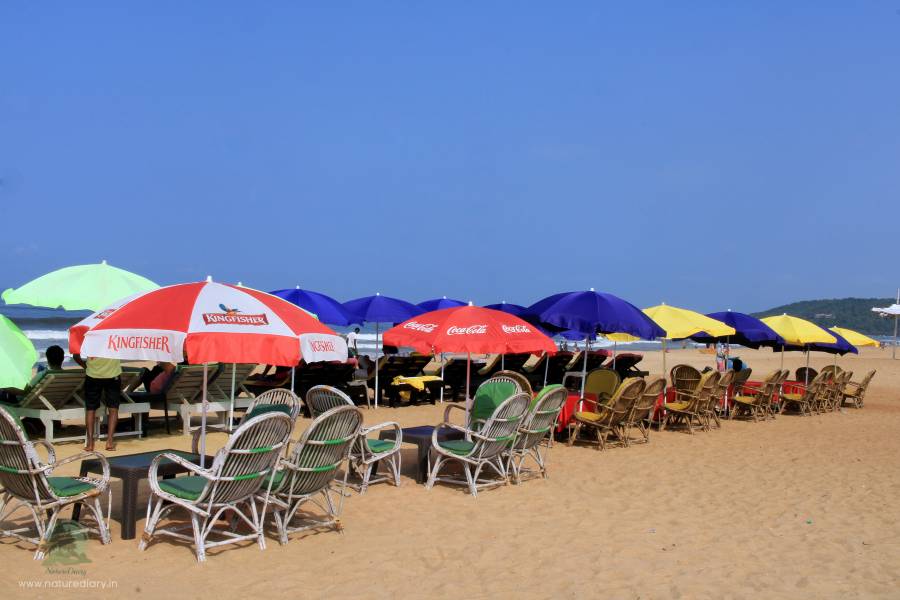 Loungers and sunbeds on Calangute beach